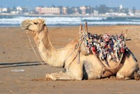 Marrakech Image
